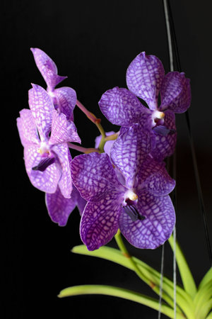Orchid flower