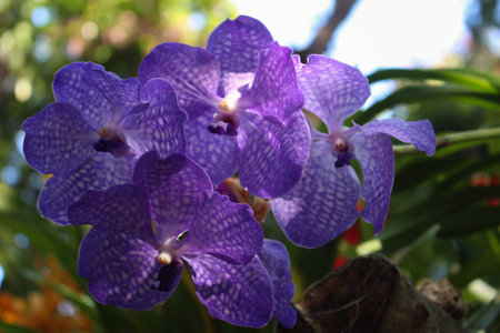 Orchid flowerの写真素材