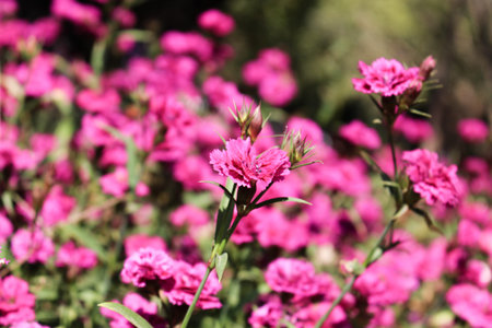 Flowers in the garden