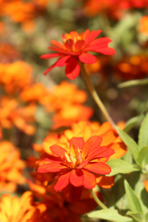 Flowers in the gardenの写真素材
