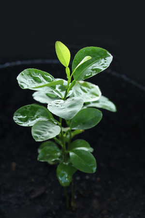 Close up of a small tree in pot and green plantの写真素材