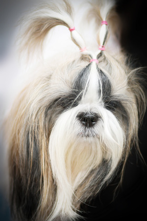 dog breeds shih tzuの写真素材