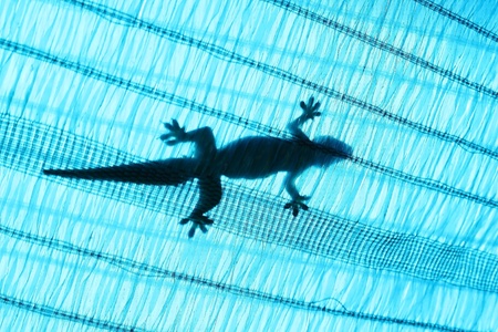 lizard silhouetteの写真素材
