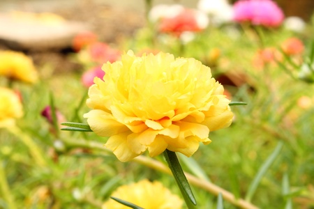 Yellow Portulaca Flowersの写真素材
