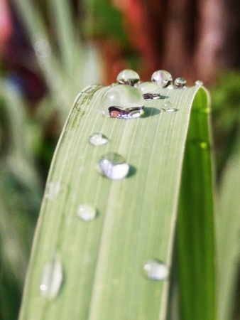Water droplets on leavesの写真素材