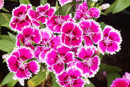 dianthus china pink flower plant rainbow pink flowerの写真素材