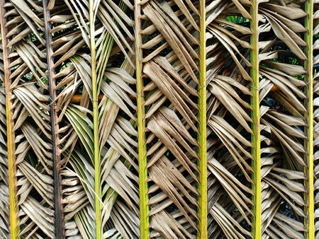 striped of palm leaf abstract brown texture backgroundの写真素材