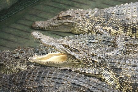 crocodiles in land at the zooの写真素材