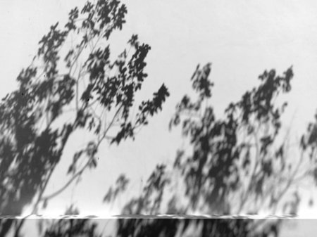 Shadow of a tree on a concrete wall