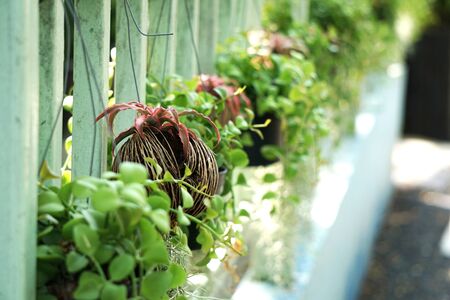 Ornamental plants for hanging on the room wallの写真素材