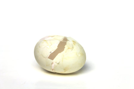 White eggshell on a white background