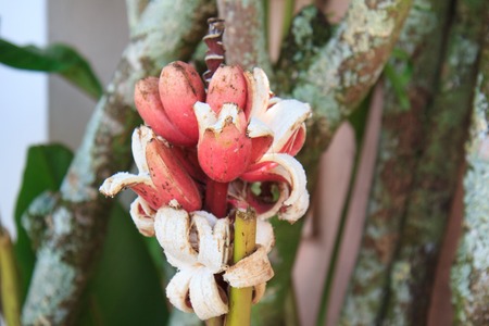 Red bananas, Brazilの写真素材