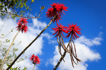 Tree with red flowers  erythrina  in blue skyの写真素材