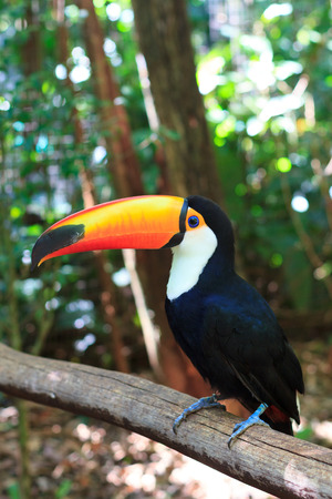 Toco Toucan  Common   Selective focusの写真素材
