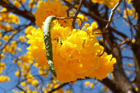 Yellow flower of tree Tabebuia aurea  Selective focus  Close up