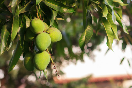 Bunch of green unripe mango on mango tree in gardenの写真素材