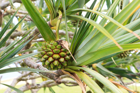 Fruit of Common screwpine (Pandanus utilis) pine monocot treeの写真素材