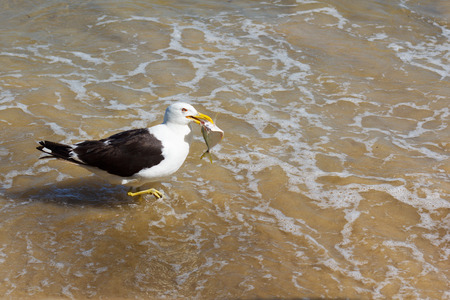 Seagull with fish in the beak, eating on the beach in water, sea. Selective focusの写真素材