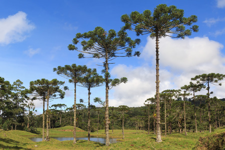 Landscape with Araucaria angustifolia  Brazilian pine with sky and clouds background Brazil. Selective focusの写真素材