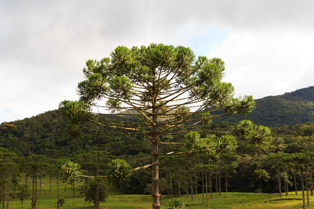 Closeup of upper part of Araucaria angustifolia  Brazilian pine with sky and clouds background,  Brazil. Selective focusの写真素材