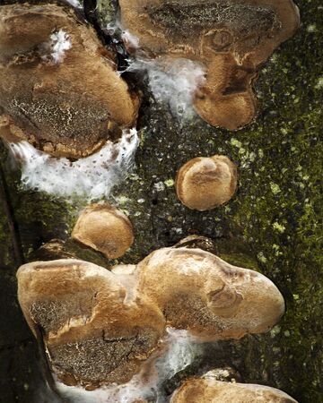 Fungus on a Prunusの写真素材