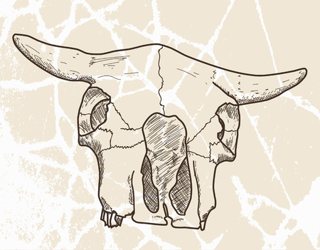 Hand drawn skull of an animal on a grunge textured backgroundのイラスト素材