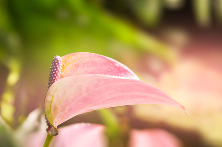 Beautiful pink Calla Lily, tropical flowerの写真素材