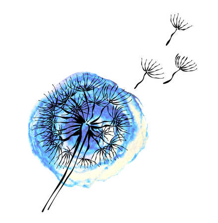 Watercolor blue dandelion on white backgroundのイラスト素材