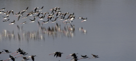 flock of birds の写真素材