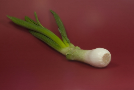 Onion on red backgroundの写真素材