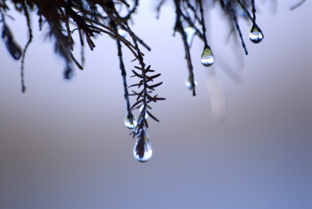 Water drop on branch at dawnの写真素材