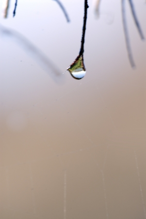 Water drop on branch at dawnの写真素材