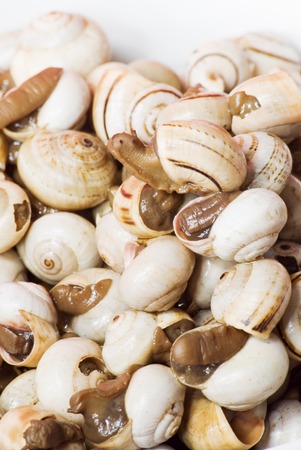 Detail of Bowl of snails in garlic, typical plate of Spain and Franceの写真素材