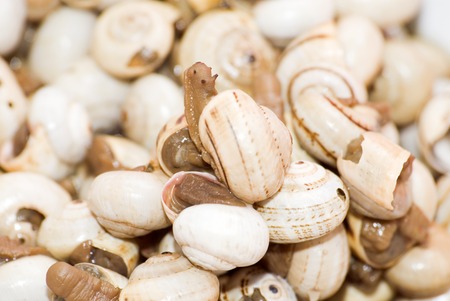 Detail of Bowl of snails in garlic, typical plate of Spain and Franceの写真素材