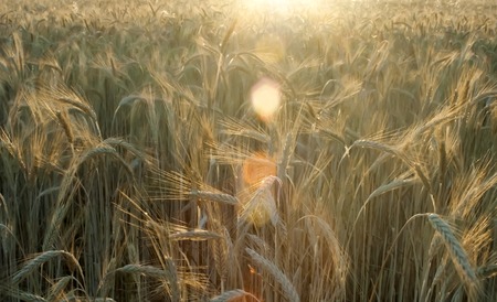 Wheat field on the sunrise of a sunny dayの写真素材