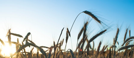 Wheat field at sunrise backlit on a sunny day