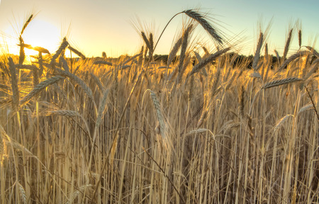Wheat field at sunrise backlit on a sunny dayの写真素材