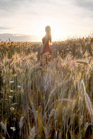 Beautiful blond woman in a wheat field at sunset  backlit