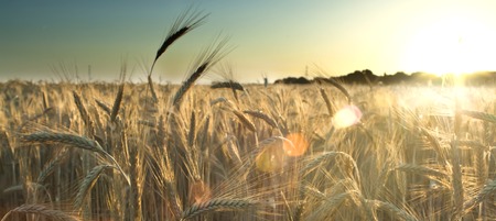 Wheat field at sunrise backlit on a sunny dayの写真素材