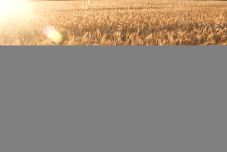 Wheat field at sunrise backlit on a sunny dayの写真素材