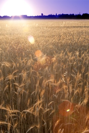 Wheat field at sunrise backlit on a sunny dayの写真素材