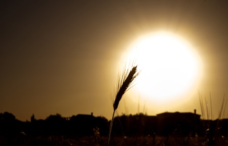Wheat field at sunrise backlit on a sunny dayの写真素材