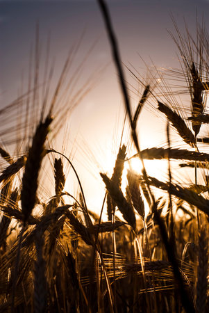 Wheat field at sunrise backlight on a sunny day
