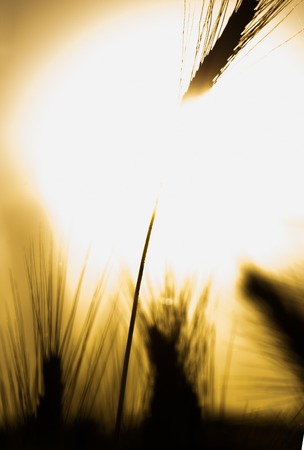 Wheat field at sunrise backlight on a sunny dayの写真素材