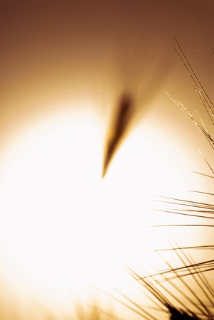 Wheat field at sunrise backlight on a sunny dayの写真素材