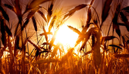 Wheat field at sunrise backlight on a sunny day