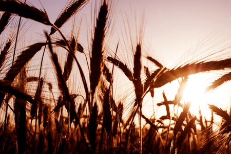 Wheat field at sunrise backlight on a sunny dayの写真素材