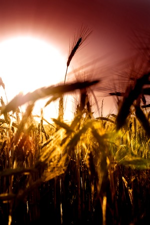 Wheat field at sunrise backlit on a sunny dayの写真素材