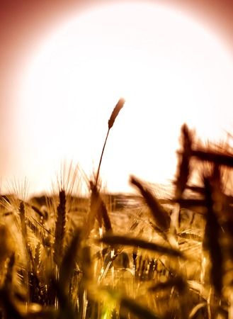 Wheat field at sunrise backlit on a sunny dayの写真素材