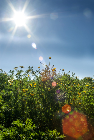 Field of wonderful daisy flowersの写真素材